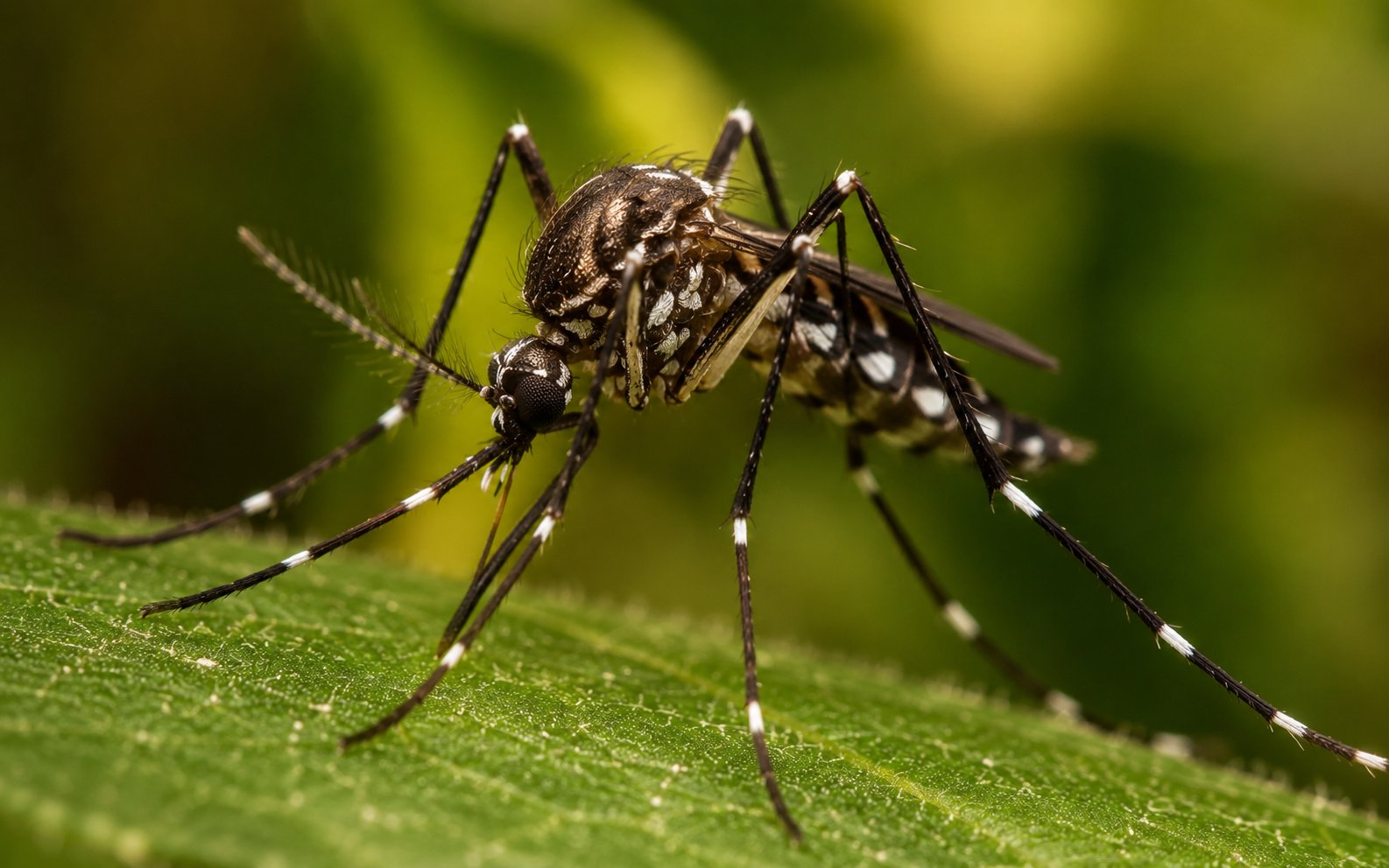 Gelbfiebermücke Aedes aegypti